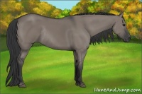 Horse Color:Grullo Rabicano 