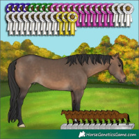 Horse Color:Brown Dun