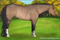 Horse Color:Bay Dun Rabicano 