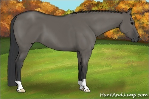 Horse Color:Grullo 