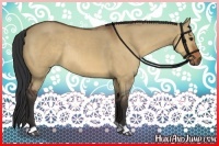 Horse Color:Bay Dun Rabicano