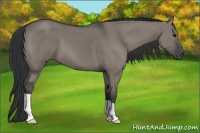 Horse Color:Grullo 