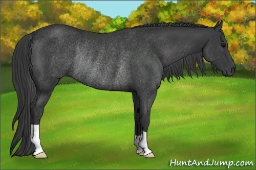 Horse Color:Black Rabicano