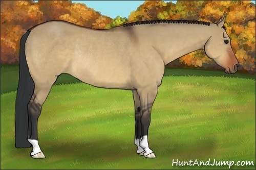Horse Color:Bay Dun Rabicano