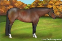 Horse Color:Bay Rabicano 