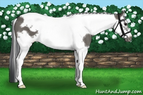 Horse Color:Grullo Splash Tobiano Frame 