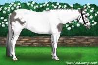 Horse Color:Grullo Splash Tobiano Frame