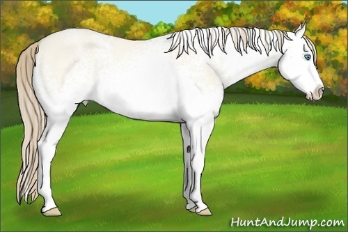 Horse Color:White Spotted Perlino Roan Dun Splash 