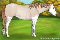 Horse Color:Smoky Black Pearl Splash Rabicano 
