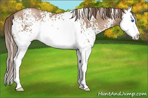 Horse Color:White Spotted Black Pearl Splash Rabicano 