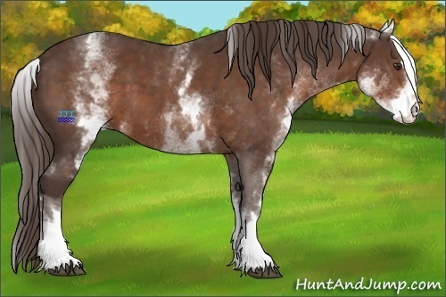 Horse Color:White Spotted Liver Chestnut Sabino