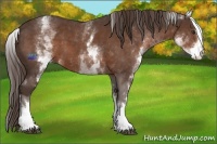 Horse Color:White Spotted Liver Chestnut Sabino