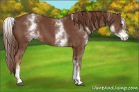 Horse Color:White Spotted Chestnut Sabino