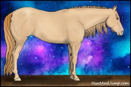 Horse Color:Gold Champagne 