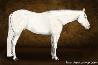 Horse Color:White Spotted Silver Smoky Grullo Ice Pearl 
