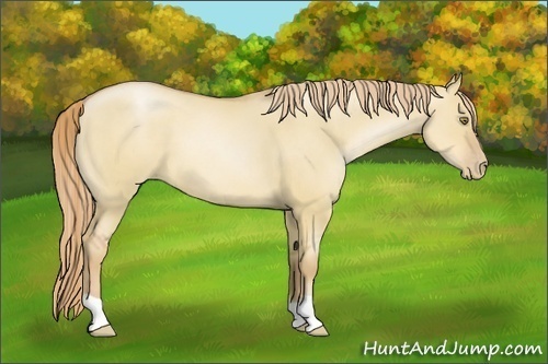 Horse Color:Red Dun Pearl 