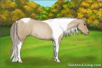 Horse Color:Grullo Pearl Tobiano Rabicano 