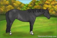 Horse Color:Black Sabino Rabicano 