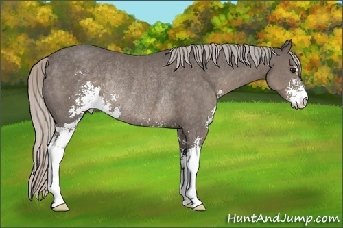Horse Color:Silver Black Sabino Rabicano