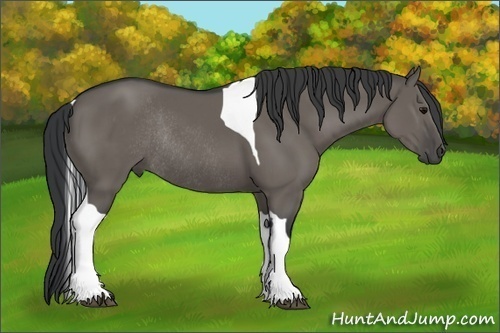 Horse Color:Grullo Tobiano Rabicano 