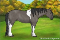 Horse Color:Grullo Tobiano Rabicano