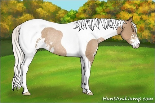 Horse Color:Silver Black Pearl Sabino Tobiano Rabicano