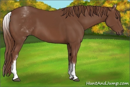 Horse Color:White Spotted Chestnut Sabino 
