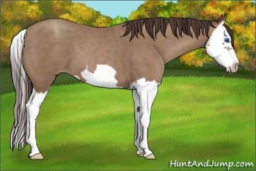 Horse Color:Classic Champagne Splash Frame