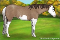 Horse Color:Classic Champagne Splash Frame