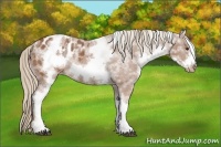 Horse Color:White Spotted Chestnut Sabino Frame Appaloosa Rabicano 