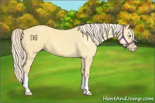 Horse Color:Gold Cream Champagne Dun