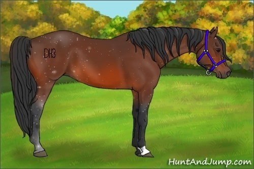 Horse Color:Unknown 