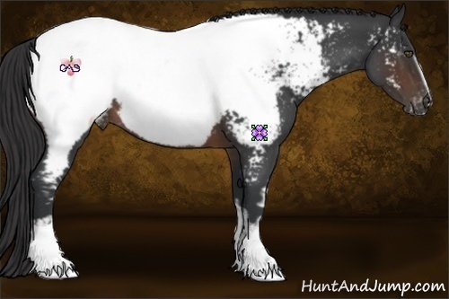 Horse Color:White Spotted Brown Roan Appaloosa