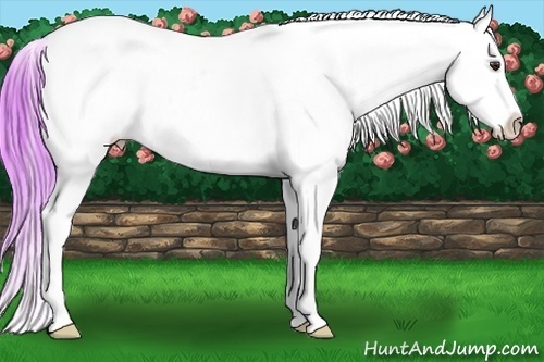 Horse Color:Watercolor Red Dun Roan Appaloosa