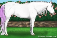 Horse Color:Watercolor Red Dun Roan Appaloosa 