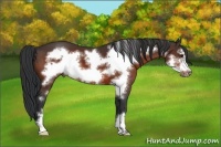 Horse Color:Bay Frame