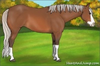 Horse Color:Silver Bay Splash 