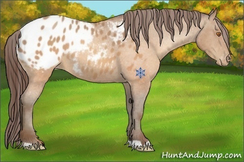 Horse Color:Sable Champagne Appaloosa 