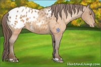 Horse Color:Sable Champagne Appaloosa 