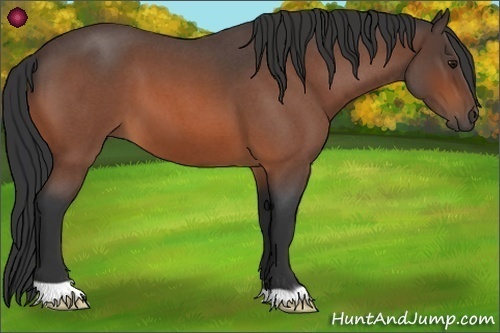 Horse Color:Bay Roan