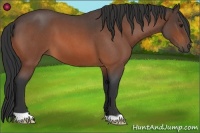 Horse Color:Bay Roan 