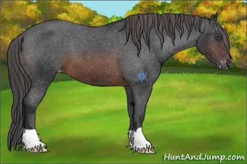 Horse Color:Brown Appaloosa