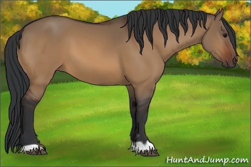 Horse Color:Bay Dun 