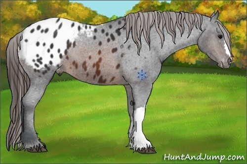 Horse Color:Brown Appaloosa 
