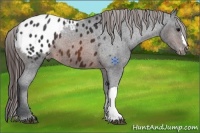 Horse Color:Brown Appaloosa 