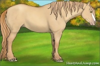 Horse Color:Gold Champagne Dun