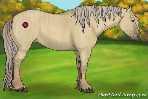 Horse Color:Chocolate Palomino Dun  Brindle