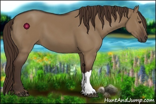 Horse Color:Liver Red Dun 