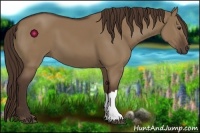 Horse Color:Liver Red Dun 