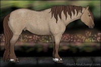 Horse Color:Liver Red Dun Roan 